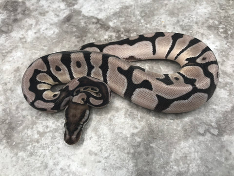 Super Orange Dream TSK Axanthic