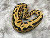 Leopard Yellow Belly Desert Ghost 66% pos Het Clown or Cryptic