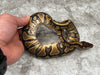 Yellow Belly Het Desert Ghost 50% Het Clown