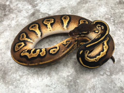 Super Black Head Pastel 66% pos Het Pied 50% pos Het Lavender