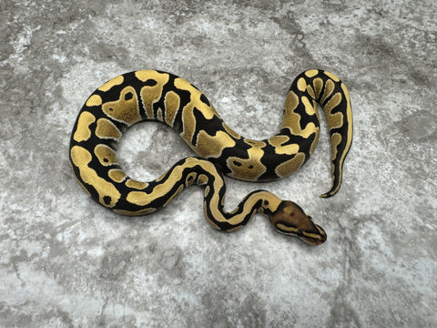Desert Ghost Het Clown