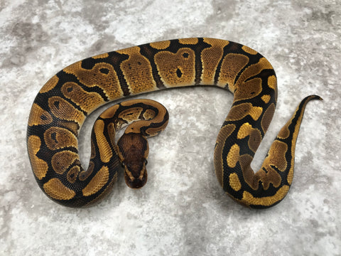Red Stripe Het Clown
