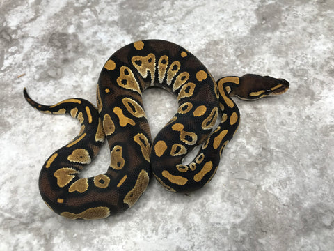 Black Head Het Hypo Het Clown