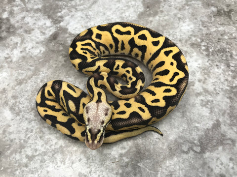 Pastel Leopard Desert Ghost Het Clown