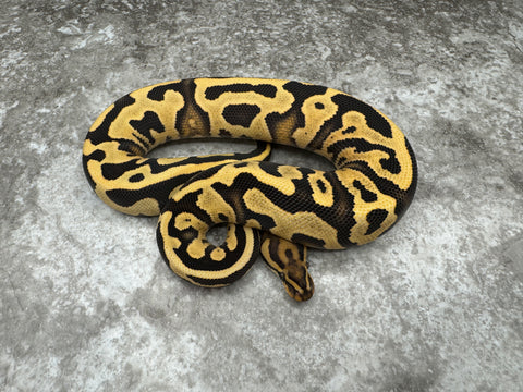 Leopard Yellow Belly Desert Ghost 50% Het Clown