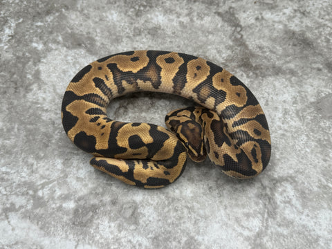Fire Leopard Orange Dream Het Clown