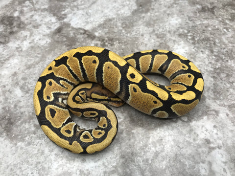 Desert Ghost Het Clown