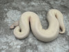 Super Mojave Pastel Het Hypo pos Black Head/Super Black Head