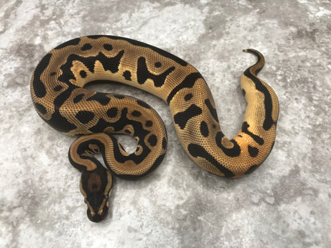 Orange Dream Leopard Het Desert Ghost Het Pied