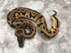 Orange Dream Leopard Het Desert Ghost Het Pied