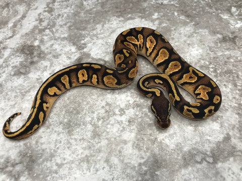 Pastel Black Head 66% pos Het Pied 50% pos Het Lavender