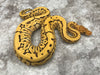 Pinstripe Yellowbelly Crypton Desert Ghost