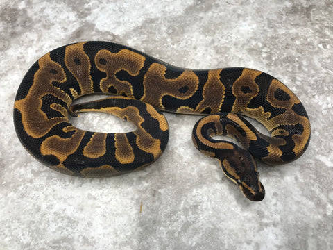 Leopard Het Lavender Het Clown
