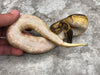 Super Enchi Blackhead Asphalt Het Hypo