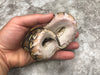 Black Head Mojave Asphalt Het Clown