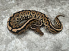 Black Pastel Spotnose Het Hypo 66% Het Clown