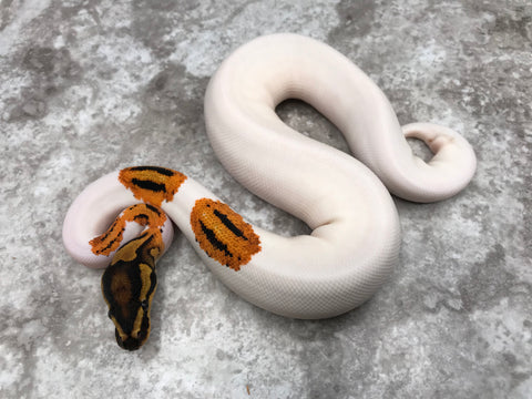 Orange Dream Yellow Belly Pied