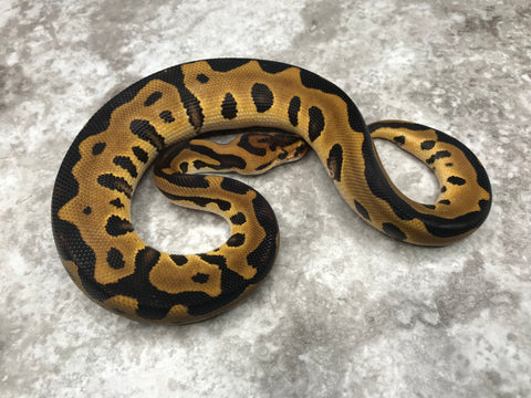 Leopard Crypton Het Desert Ghost