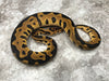 Leopard Crypton Het Desert Ghost