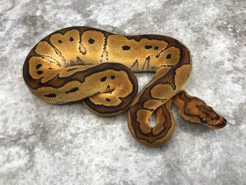 Red Stripe Yellow Belly Clown