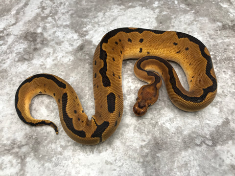 Super Blade Clown Het Lavender 50% Het Pied