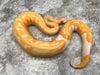 Lavender Pied 66% Het Clown
