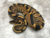 Leopard Het Desert Ghost Het Cryptic OR Clown