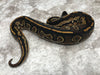 Super Black Head 66% pos Het Pied 50% pos Het Lavender