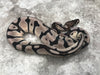 Super Orange Dream TSK Axanthic