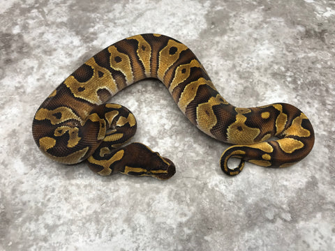 Black Head Enchi Het Clown