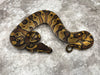 Black Head Enchi Het Clown