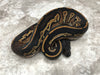 Super Black Head Het Pied 50% pos Het Lavender