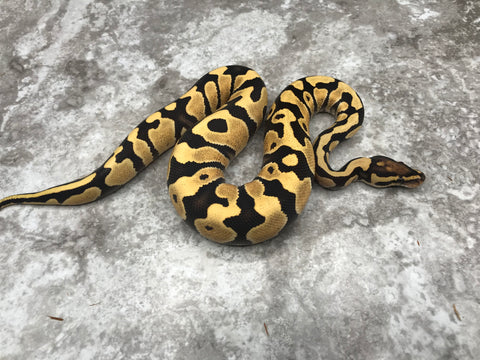 Yellow Belly Desert Ghost Het Clown OR Het Cryptic