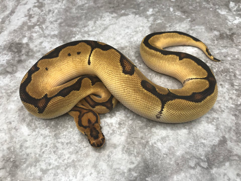Enchi Yellow Belly Clown