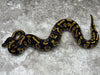 Black Head Yellow Belly Het Clown