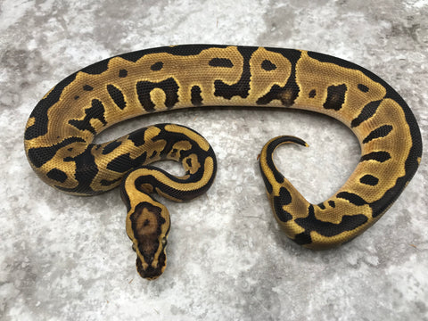 Leopard Vanilla Het Clown