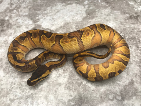 Black Head Super Enchi Asphalt Het Clown