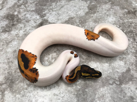 Yellow Belly Pied