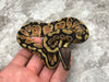 Pastel Het Desert Ghost Het TSK Axanthic