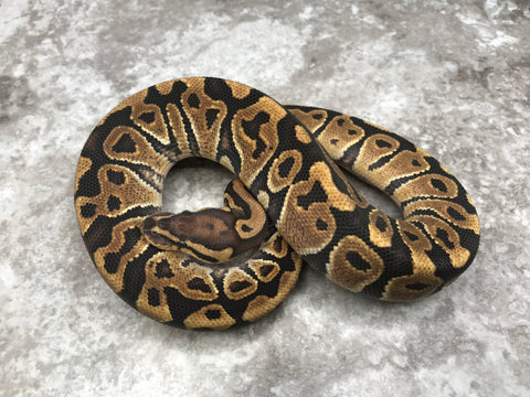 Vanilla Het Clown