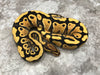 Yellow Belly Desert Ghost Het Clown or Het Cryptic