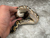 Black Head Yellow Belly Het Desert Ghost