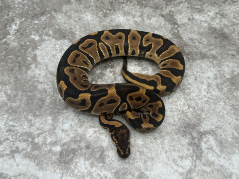 Leopard Het Clown