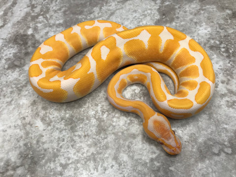 Lavender Asphalt Het Clown