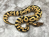 Leopard Yellow Belly Desert Ghost Het Clown OR Het Cryptic