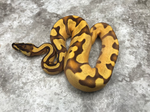 Enchi Orange Dream Fire Het Pied
