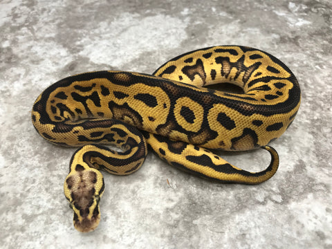 Pastel Leopard Vanilla Het Clown