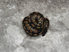Black Head Het G-Stripe Het Hypo Het Clown