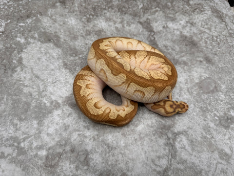 Spotnose Lesser Clown