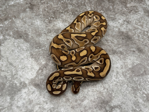 Lesser Het Clown